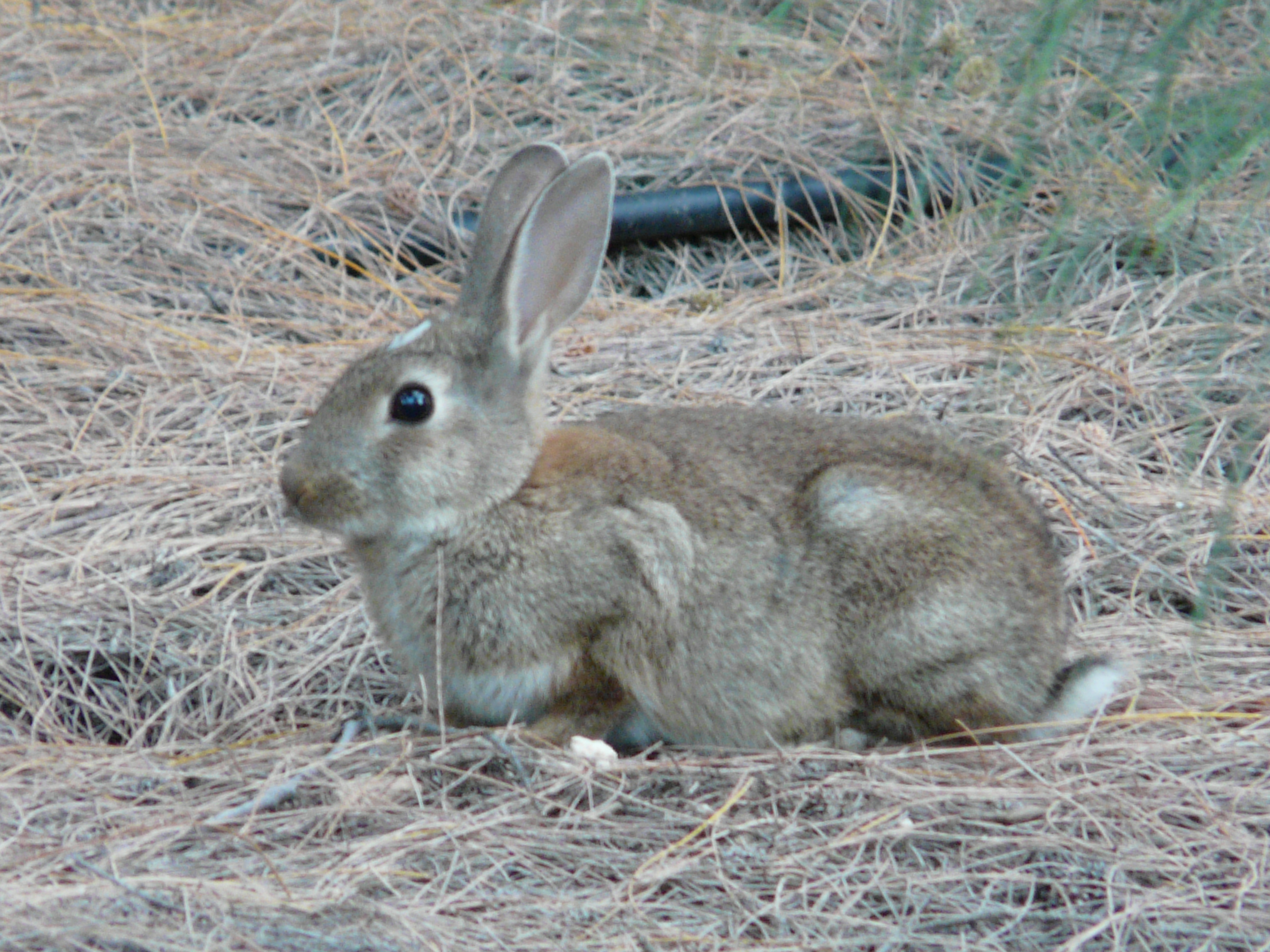 La UNAC rechaza la restricción del empleo de perdigón de plomo para el control de conejos por daños en la Región de Murcia
